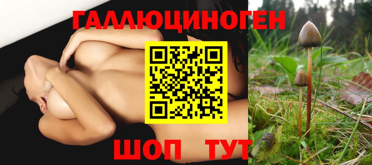 Псилоцибиновые грибы Psilocybine cubensis Канск